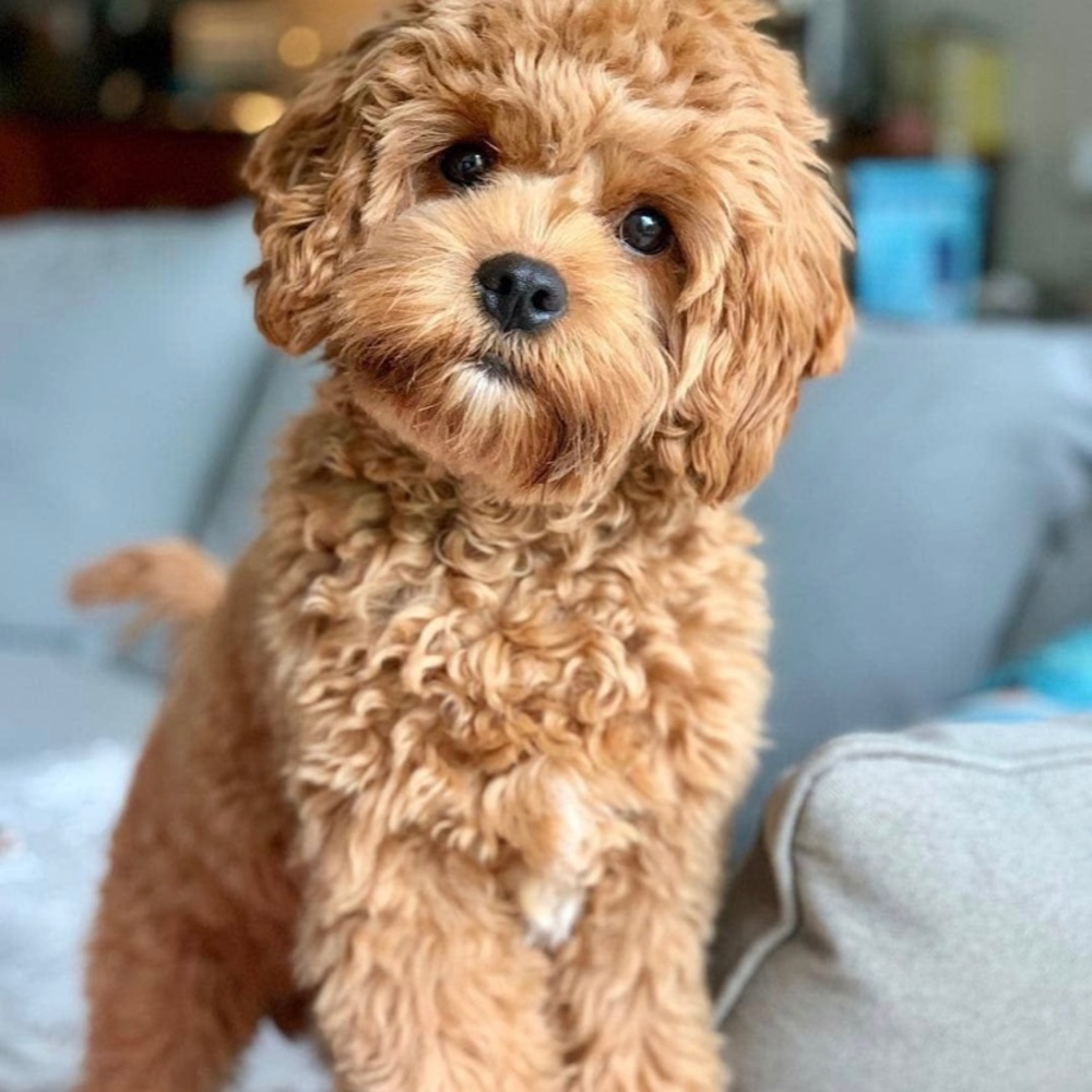 Meet your Posher, Emma